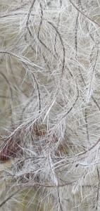 IMG_20251009_161752-1-142x300 Old Man’s Beard: A Sustainable Tinder Choice for Forest School