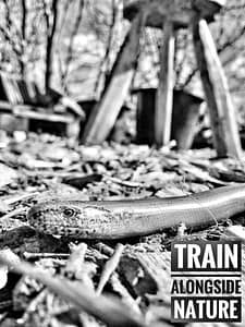 IMG_2273-225x300 Train alongside nature