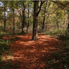 Forest School Ethos: Embracing September’s Natural Wonders in England Forest School Ethos: Embracing September’s Natural Wonders in England