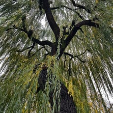 Unveiling the Enchantment of Salix: Discovering the Ecological, Cultural, and Economic Significance of Willows 🌿✨