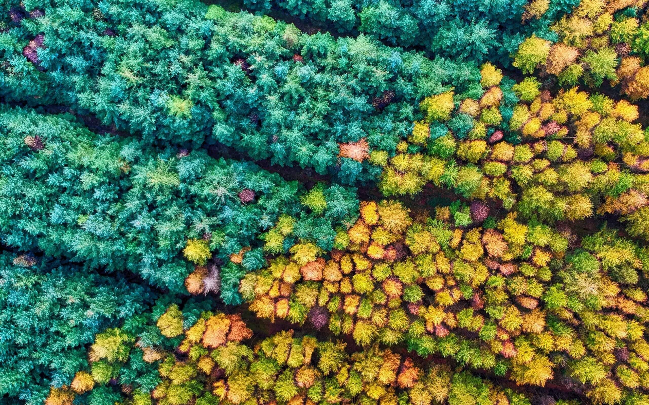 red-zeppelin-QgFAMvj8JXY-unsplash-scaled Get Outside With Inspired Forest School