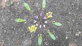 20180703_115404_resized It's better together - Forest School Association