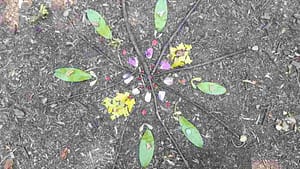 20180703_115404_resized-300x169 forest school song