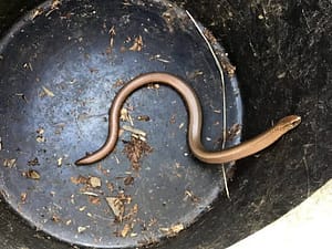 slowworm1 Train alongside nature