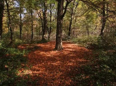 Forest School Ethos: Embracing September’s Natural Wonders in England Forest School Ethos: Embracing September’s Natural Wonders in England