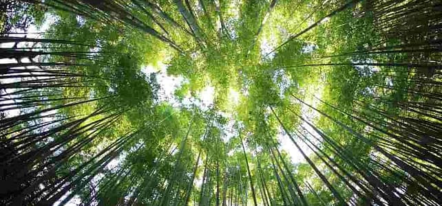 It’s better together – Forest School Association It’s better together – Forest School Association