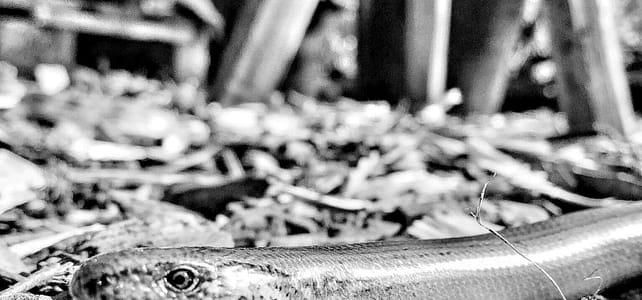 Train alongside nature Found a slow worm in Forest School