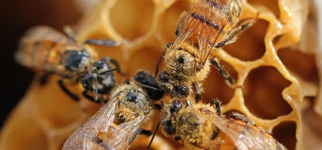 Unveiling Nature’s Wonders: Introducing Our New CPD Course on Beekeeping 🐝 Unveiling Nature’s Wonders: Introducing Our New CPD Course on Beekeeping 🐝