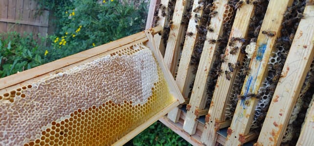 Buzzing with Excitement: Celebrating World Bee Day in Your Forest School! Secondary school Forest School: creativity and teamwork outdoors