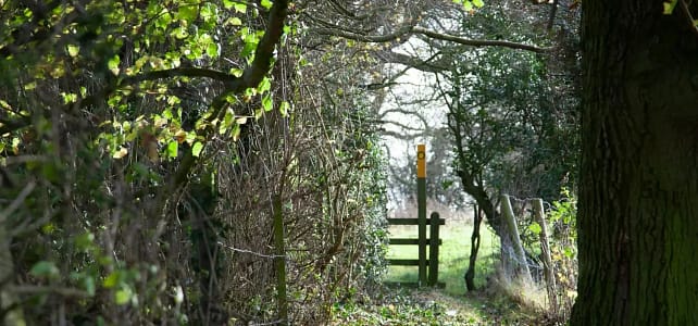 Beyond the Classroom: Why Train in a Working Forest School Alongside Children? Forest School Leader trainee observing children's play in a woodland environment in Churchdown