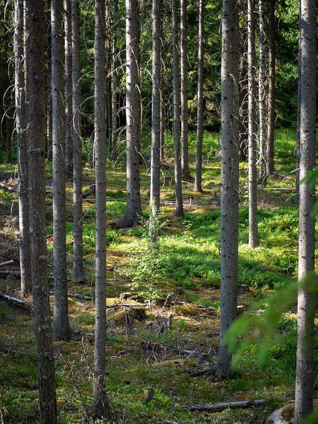 jani-petteri-tammi-Zvbp4J1pBw-unsplash-scaled Making the most of summer at Forest School
