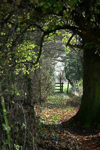 working-forest-school-training-alongside-children Beyond the Classroom: Why Train in a Working Forest School Alongside Children?